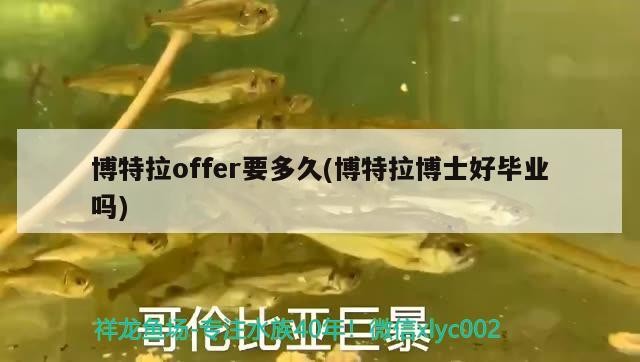 博特拉offer要多久(博特拉博士好畢業嗎)