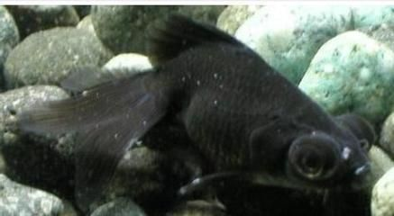 虎魚黑怎么辦：虎魚體色變黑可能是因?yàn)樗|(zhì)問題，