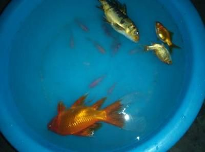 虎魚黑怎么辦：虎魚體色變黑可能是因?yàn)樗|(zhì)問題，