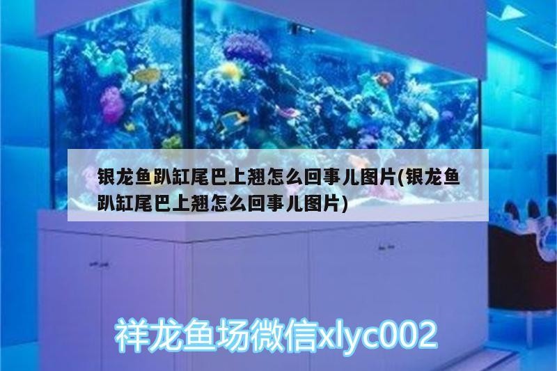金龍圖片大全金龍魚（金龍圖片大全）