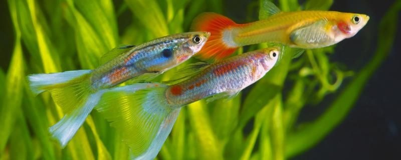 魚池的魚長水霉病怎么辦為什么會得水霉病