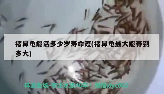 豬鼻龜能活多少歲壽命短(豬鼻龜最大能養到多大)