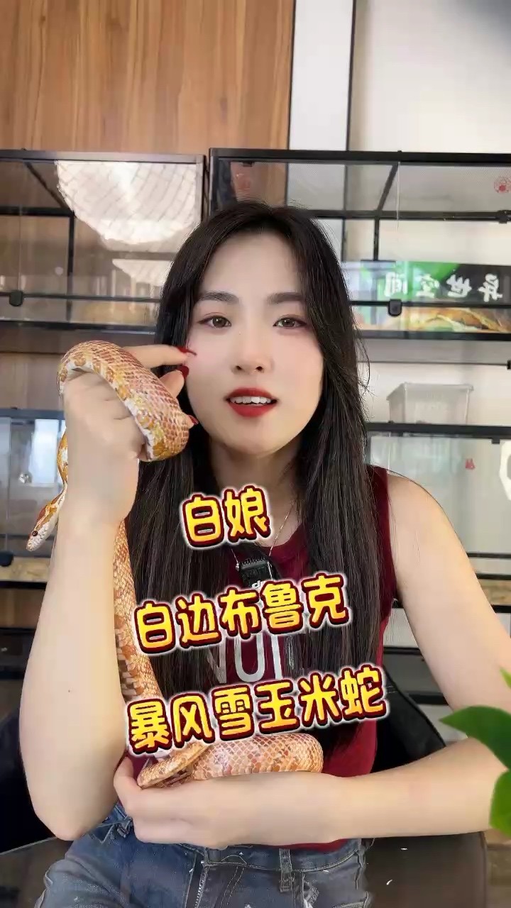寵物蛇白的有哪些品種 寵物蛇白的有哪些品種 龍魚論壇