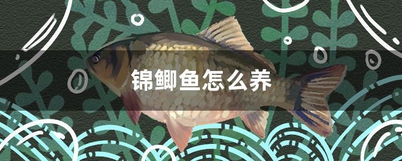 錦鯽魚怎么養 錦鯽魚怎么養 森森魚缸