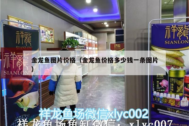 金龍魚圖片價格（金龍魚價格多少錢一條圖片）