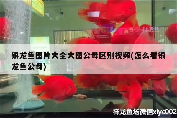 銀龍魚圖片大全大圖公母區別視頻(怎么看銀龍魚公母) 銀龍魚圖片大全大圖公母區別視頻(怎么看銀龍魚公母) 銀龍魚百科