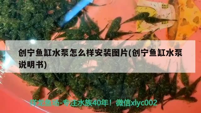 點擊查看大圖 創(chuàng)寧魚缸水泵怎么樣安裝圖片(創(chuàng)寧魚缸水泵說明書) 創(chuàng)寧水族 創(chuàng)寧魚缸水泵怎么樣安裝圖片(創(chuàng)寧魚缸水泵說明書) 創(chuàng)寧魚缸水泵怎么樣安裝圖片(創(chuàng)寧魚缸水泵說明書) 創(chuàng)寧水族