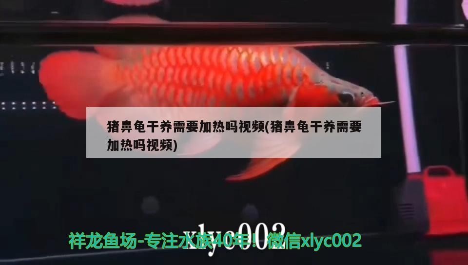 豬鼻龜干養需要加熱嗎視頻(豬鼻龜干養需要加熱嗎視頻)