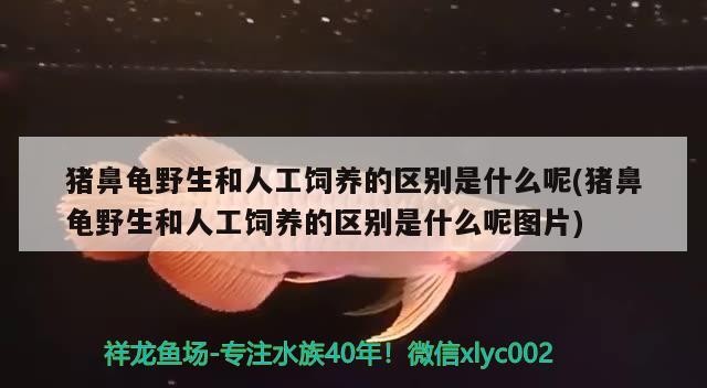 豬鼻龜野生和人工飼養的區別是什么呢(豬鼻龜野生和人工飼養的區別是什么呢圖片)