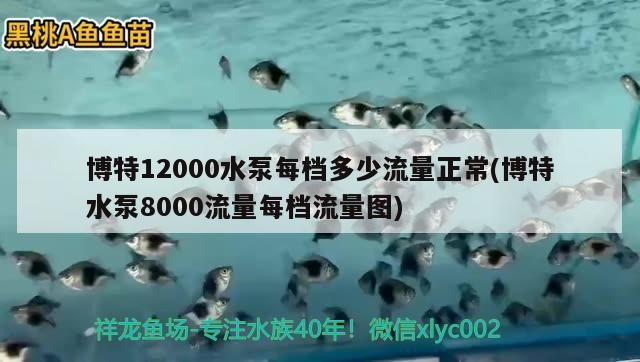 博特12000水泵每檔多少流量正常(博特水泵8000流量每檔流量圖) 博特12000水泵每檔多少流量正常(博特水泵8000流量每檔流量圖) 博特水族