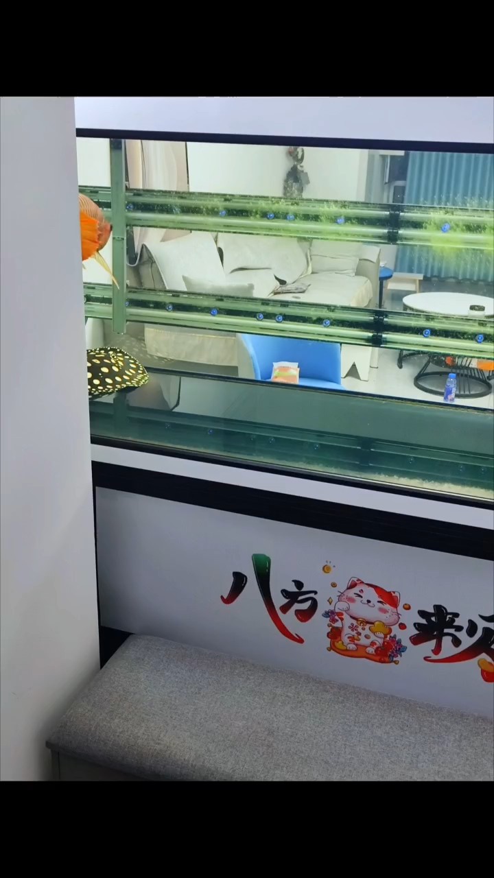 快點長個 快點長個 龍魚論壇