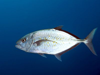 魟魚24度：魟魚可以在24度的水溫下生活嗎？