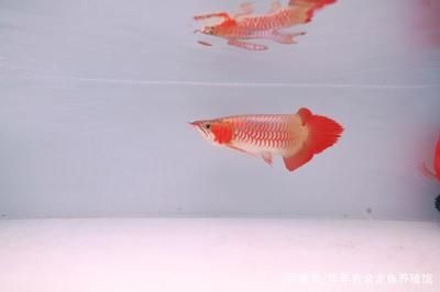 紅龍魚魚缸尺寸：關于紅龍魚魚缸尺寸的詳細介紹 紅龍魚魚缸尺寸：關于紅龍魚魚缸尺寸的詳細介紹 紅龍魚百科 第2張