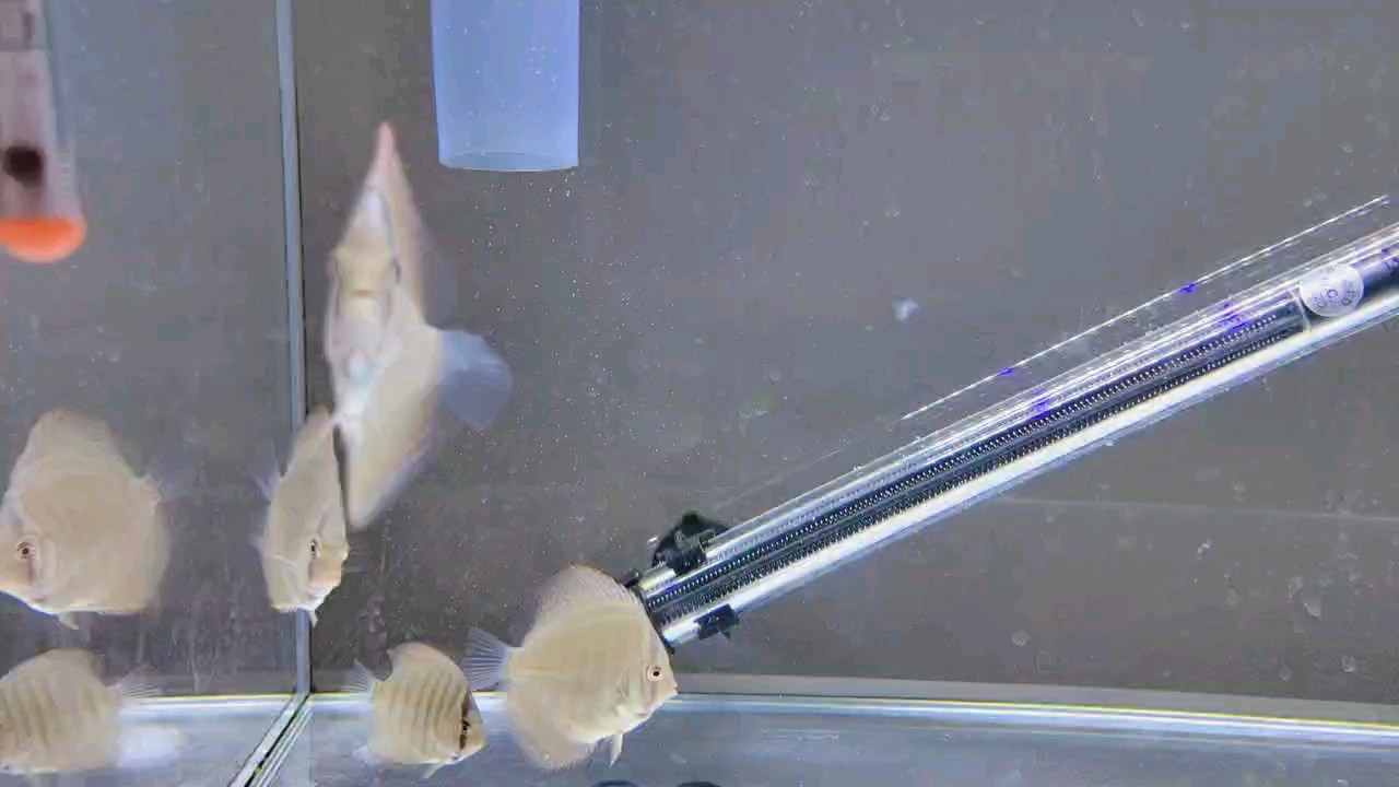 新手嘗試壓德松苗