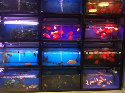 紅龍魚缸底色用哪種好：紅龍魚缸底色對發色影響