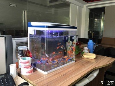紅龍魚缸底色用哪種好：紅龍魚缸底色對發色影響