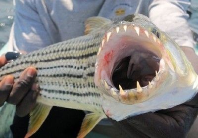 虎魚吧論壇：虎魚吧論壇是一個討論虎魚養殖、疾病防治以及品種識別等內容的平臺