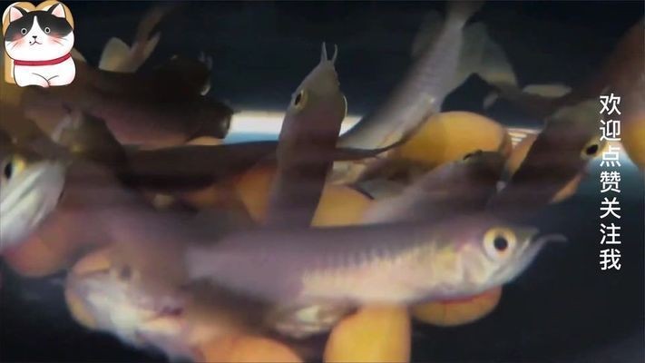 如何挑選健康的金龍魚苗：挑選健康的金龍魚苗是養(yǎng)殖成功的第一步，金龍魚苗喂食指南 如何挑選健康的金龍魚苗：挑選健康的金龍魚苗是養(yǎng)殖成功的第一步，金龍魚苗喂食指南 金龍魚百科 第5張