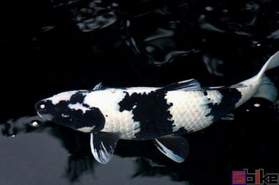 白寫錦鯉魚(白寫錦鯉的特征和區別) 全國水族館企業名錄 第2張 白寫錦鯉魚(白寫錦鯉的特征和區別) 白寫錦鯉魚(白寫錦鯉的特征和區別) 全國水族館企業名錄 第2張
