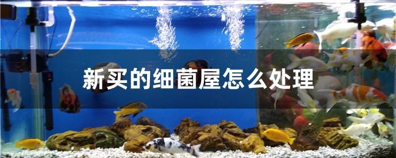 新買的細(xì)菌屋怎么處理 新買的細(xì)菌屋怎么處理 iwish愛唯希品牌魚缸