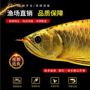 金龍魚大還是紅龍魚大：金龍魚與紅龍魚體型大小對比 金龍魚大還是紅龍魚大：金龍魚與紅龍魚體型大小對比 紅龍魚百科 第5張