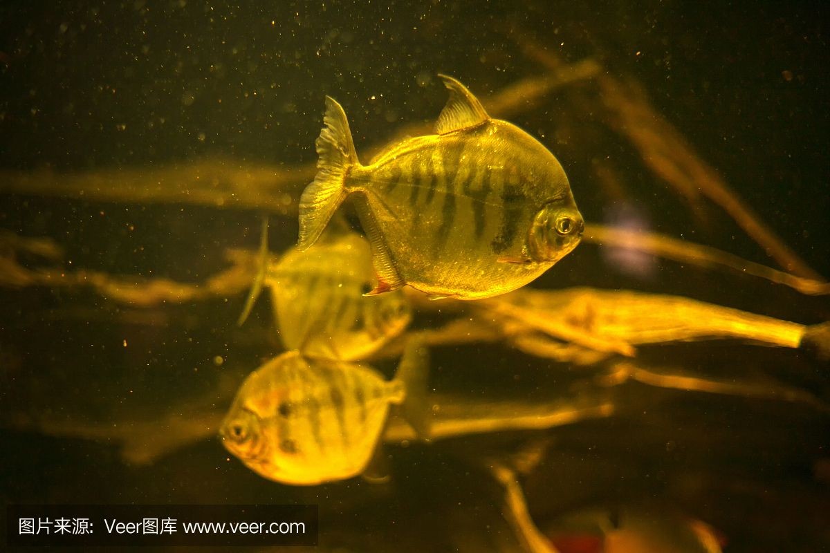虎魚要深水養(yǎng)嗎：虎魚并不需要深水來飼養(yǎng)，它們屬于全水性魚類，虎魚要深水養(yǎng)嗎