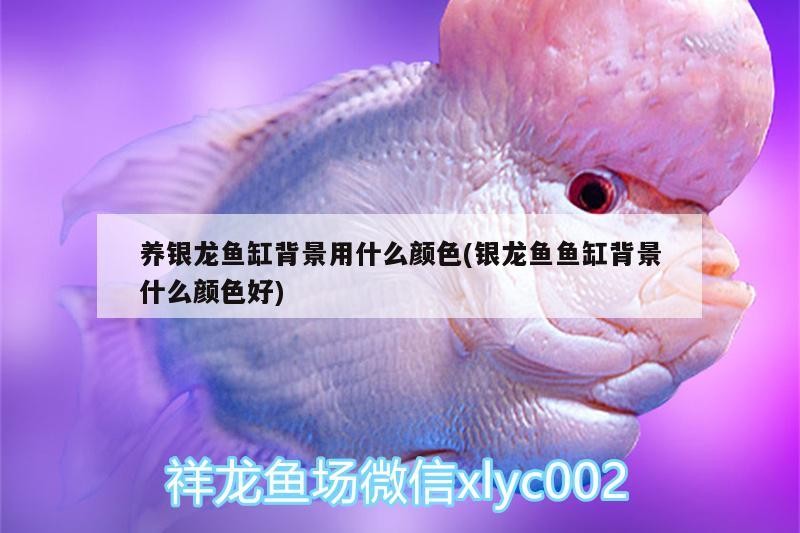 養銀龍魚缸背景用什么顏色(銀龍魚魚缸背景什么顏色好)