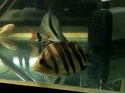 虎魚為什么要包肚：虎魚為什么要包肚呢？ 虎魚為什么要包肚：虎魚為什么要包肚呢？ 虎魚百科 第3張