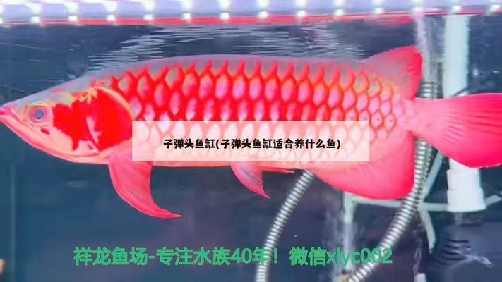 魚缸沉木用什么木頭做（魚缸沉木用什么木頭做好）