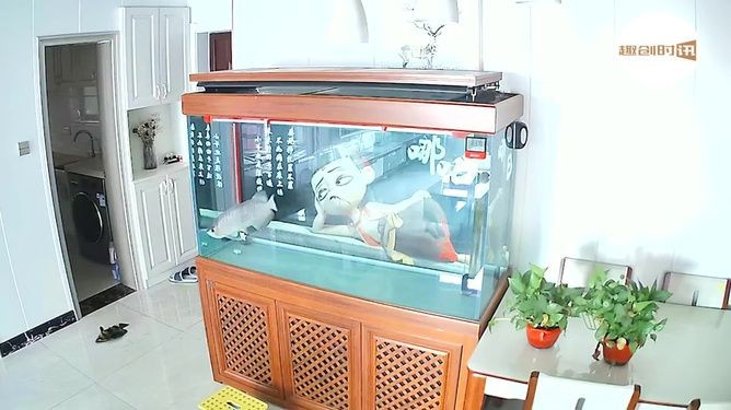 40公分虎魚跳缸嗎：40公分級別的虎魚理論上具備跳出魚缸的能力，40公分虎魚跳缸嗎 40公分虎魚跳缸嗎：40公分級別的虎魚理論上具備跳出魚缸的能力，40公分虎魚跳缸嗎 虎魚百科 第1張