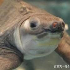 豬鼻龜有點腐甲怎么辦啊：豬鼻龜有點腐甲怎么辦 豬鼻龜有點腐甲怎么辦啊：豬鼻龜有點腐甲怎么辦 豬鼻龜百科 第4張