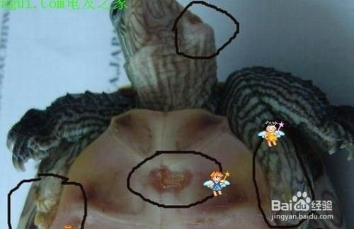 豬鼻龜有點腐甲怎么辦啊：豬鼻龜有點腐甲怎么辦 豬鼻龜有點腐甲怎么辦啊：豬鼻龜有點腐甲怎么辦 豬鼻龜百科 第7張