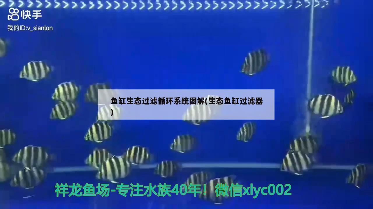魚(yú)缸生態(tài)過(guò)濾循環(huán)系統(tǒng)圖解(生態(tài)魚(yú)缸過(guò)濾器)