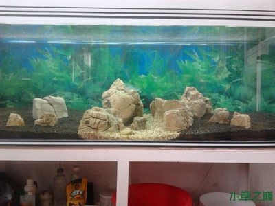 50厘米的魚缸造景：50厘米魚缸造景設計 50厘米的魚缸造景：50厘米魚缸造景設計 魚缸百科 第1張