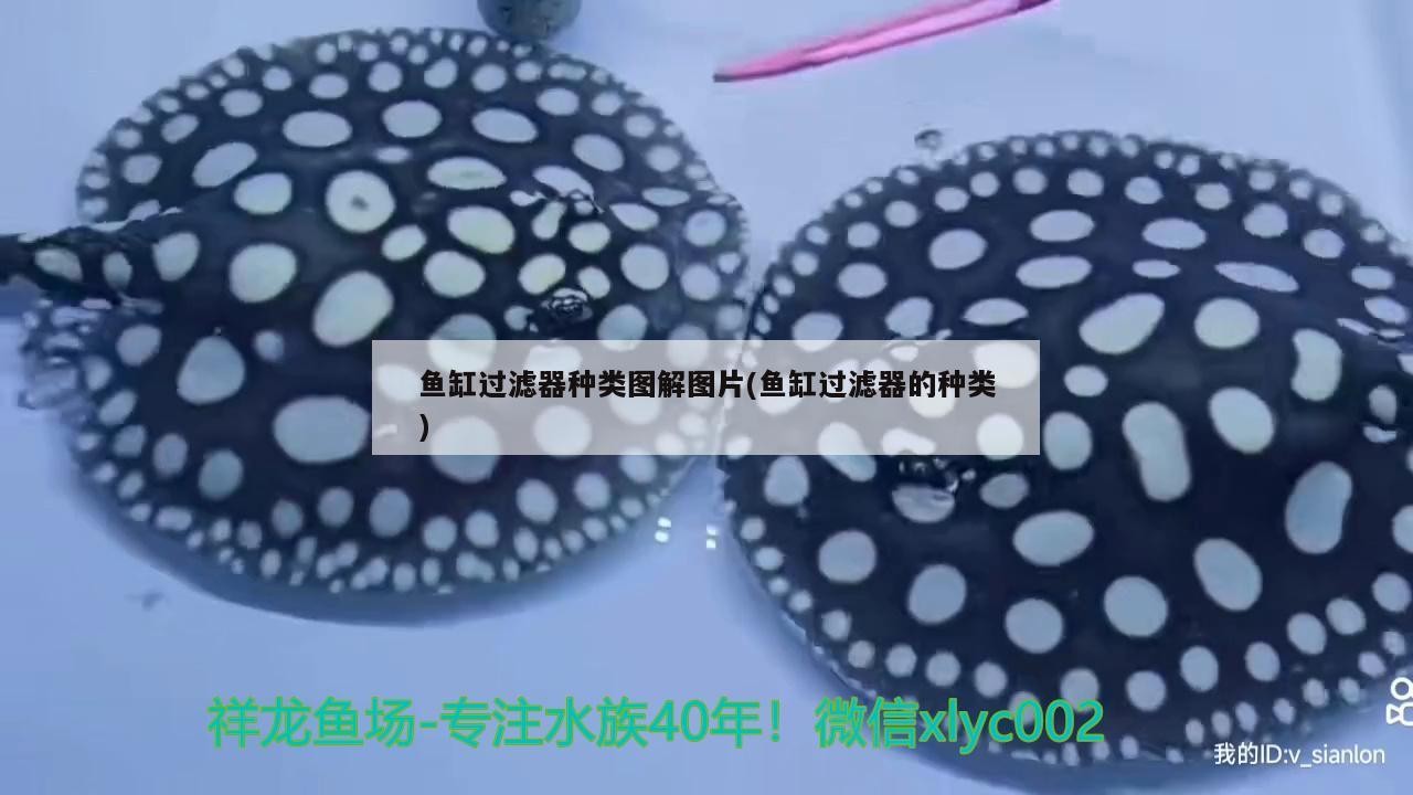 魚缸過濾器種類圖解圖片(魚缸過濾器的種類)