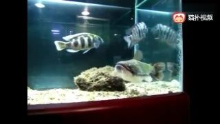 家養(yǎng)魟魚合法嗎：家養(yǎng)魟魚合法嗎？ 家養(yǎng)魟魚合法嗎：家養(yǎng)魟魚合法嗎？ 魟魚百科 第1張