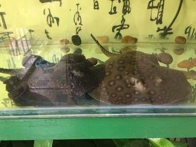家養(yǎng)魟魚合法嗎：家養(yǎng)魟魚合法嗎？ 家養(yǎng)魟魚合法嗎：家養(yǎng)魟魚合法嗎？ 魟魚百科 第3張