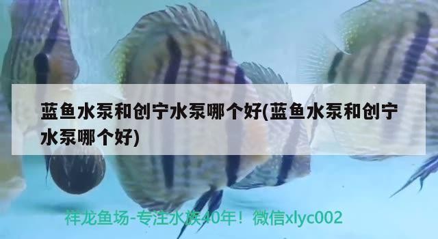 藍魚水泵和創寧水泵哪個好(藍魚水泵和創寧水泵哪個好) 藍魚水泵和創寧水泵哪個好(藍魚水泵和創寧水泵哪個好) 創寧水族