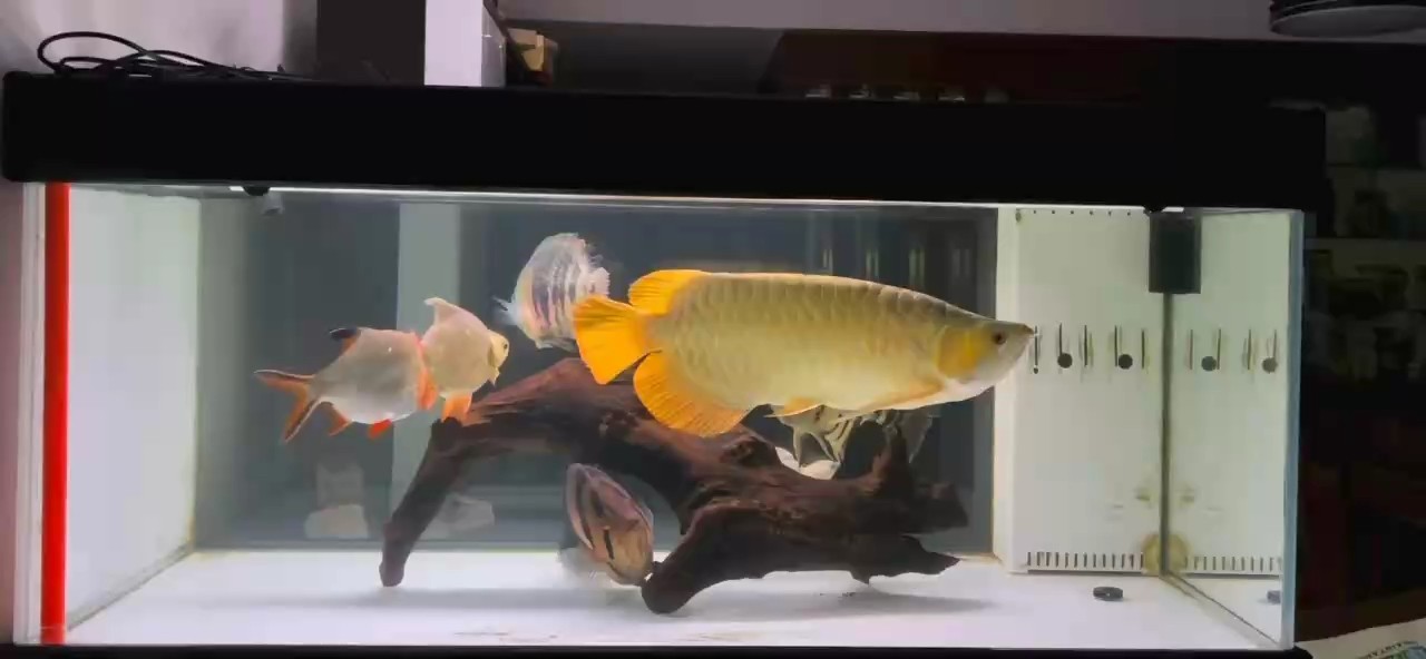 鸚鵡魚和銀龍魚混養怎樣喂食 Peaceful night! 龍魚論壇 Peaceful night! Peaceful night! 龍魚論壇