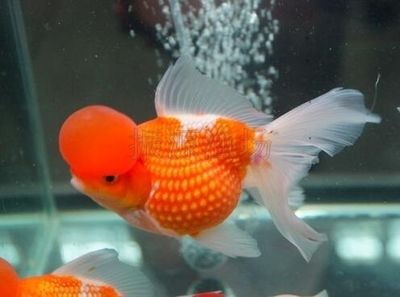 皇冠珍珠金魚視頻（關于皇冠珍珠金魚的一些視頻） 皇冠珍珠金魚視頻（關于皇冠珍珠金魚的一些視頻） 博特水族 第1張