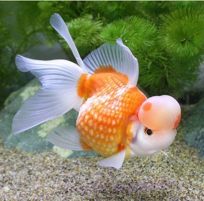 藍曼龍魚的繁殖季節是什么時候，藍曼龍魚的繁殖季節 藍曼龍魚的繁殖季節是什么時候，藍曼龍魚的繁殖季節 龍魚百科 第1張