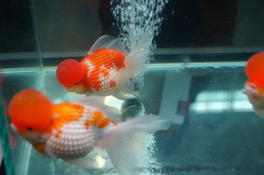 皇冠珍珠金魚視頻（關于皇冠珍珠金魚的一些視頻） 皇冠珍珠金魚視頻（關于皇冠珍珠金魚的一些視頻） 博特水族 第3張