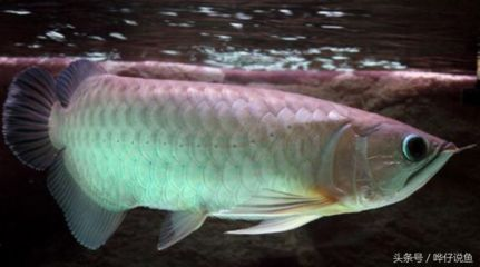 紅龍魚長到60厘米需要幾年：紅龍魚長到60厘米需要幾年時間