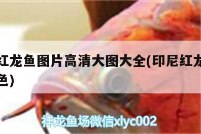 金龍魚 印尼紅龍魚圖片高清大圖大全(印尼紅龍魚多大發色) 紅龍魚百科 印尼紅龍魚圖片高清大圖大全(印尼紅龍魚多大發色) 印尼紅龍魚圖片高清大圖大全(印尼紅龍魚多大發色) 紅龍魚百科