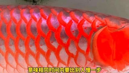 紅龍魚缸底色用哪種好些：如何選擇適合紅龍魚的底砂,紅龍魚缸底色搭配技巧