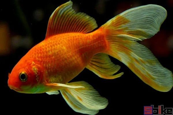 6條金魚要多大的魚缸：金魚養金魚需要考慮的因素包括金魚的數量和種類和種類