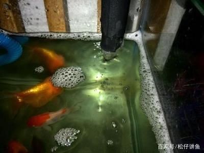 1.5魚缸放多少魚合適呢：1.5米長的魚缸，放多少魚合適 1.5魚缸放多少魚合適呢：1.5米長的魚缸，放多少魚合適 魚缸百科 第2張