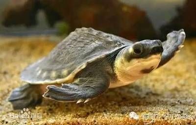 豬鼻龜難養(yǎng)嗎為什么：豬鼻龜怎么養(yǎng)