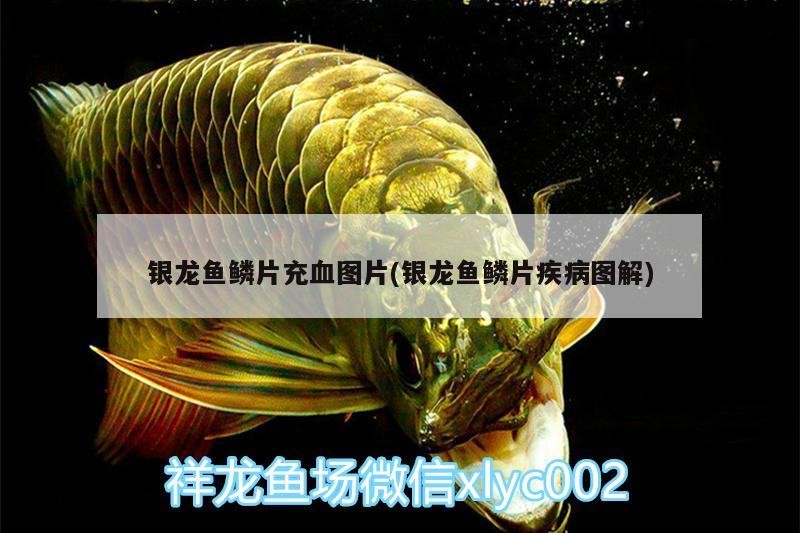 銀龍魚鱗片充血圖片(銀龍魚鱗片疾病圖解)