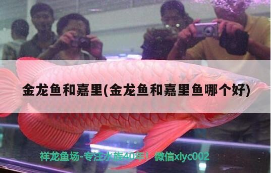 銀龍魚爛鰭怎么辦啊圖片(銀龍魚爛尾爛鰭怎么辦)